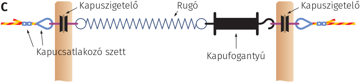 Rugós kapu