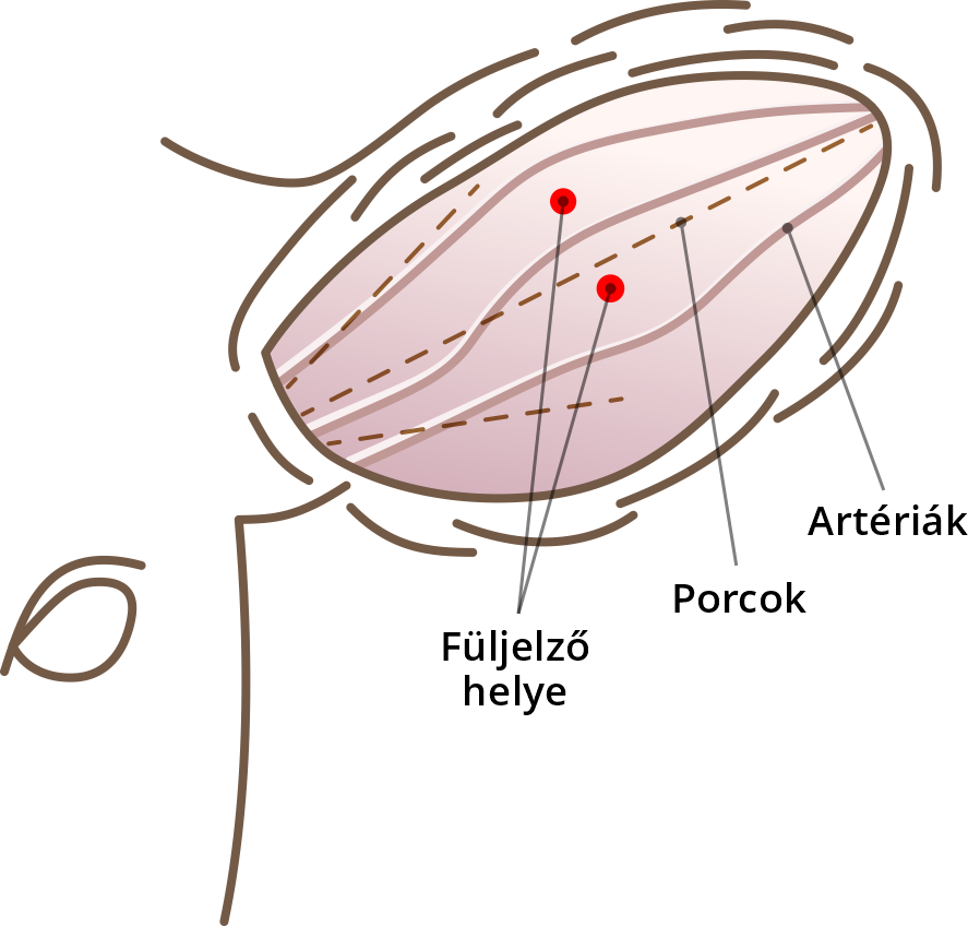 A füljelző helyes pozíciói szarvasmarhák esetében