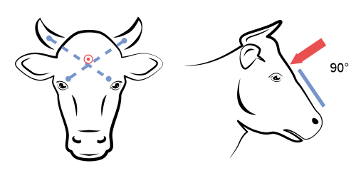 Taglópisztoly helyes pozícionálása teheneknek