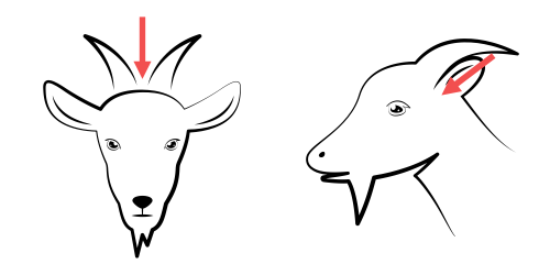 Taglópisztoly helyes pozícionálása kecskéknek