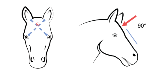 Taglópisztoly helyes pozícionálása lovaknak