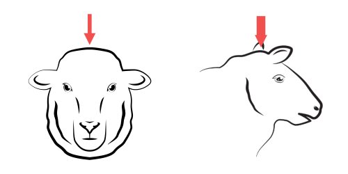 Taglópisztoly helyes pozícionálása juhoknak