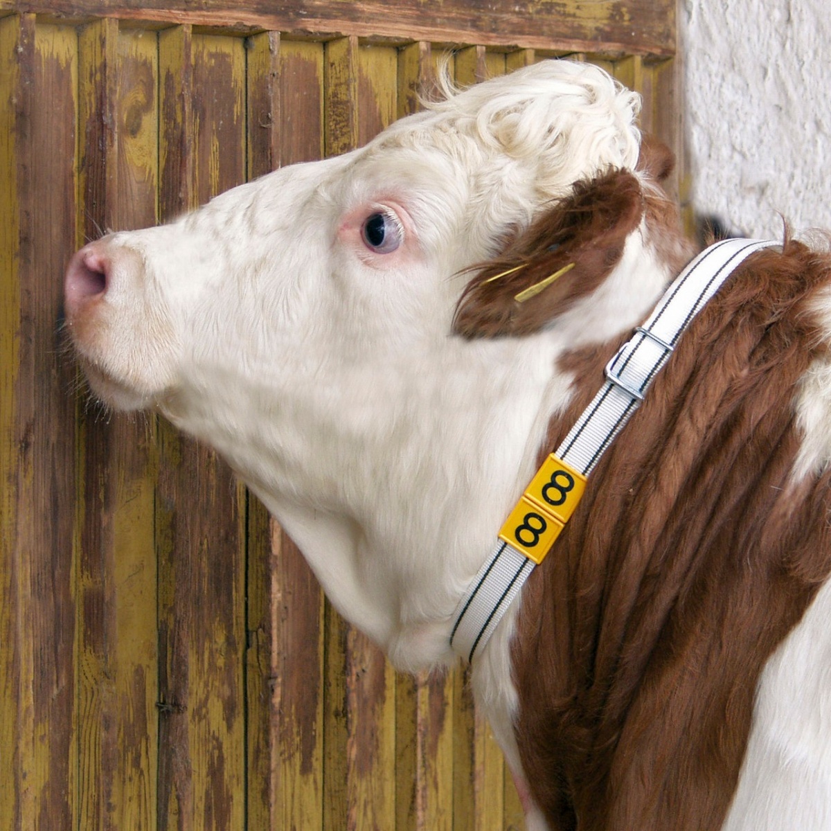 Szarvasmarha nyakörv, 130 × 4 cm