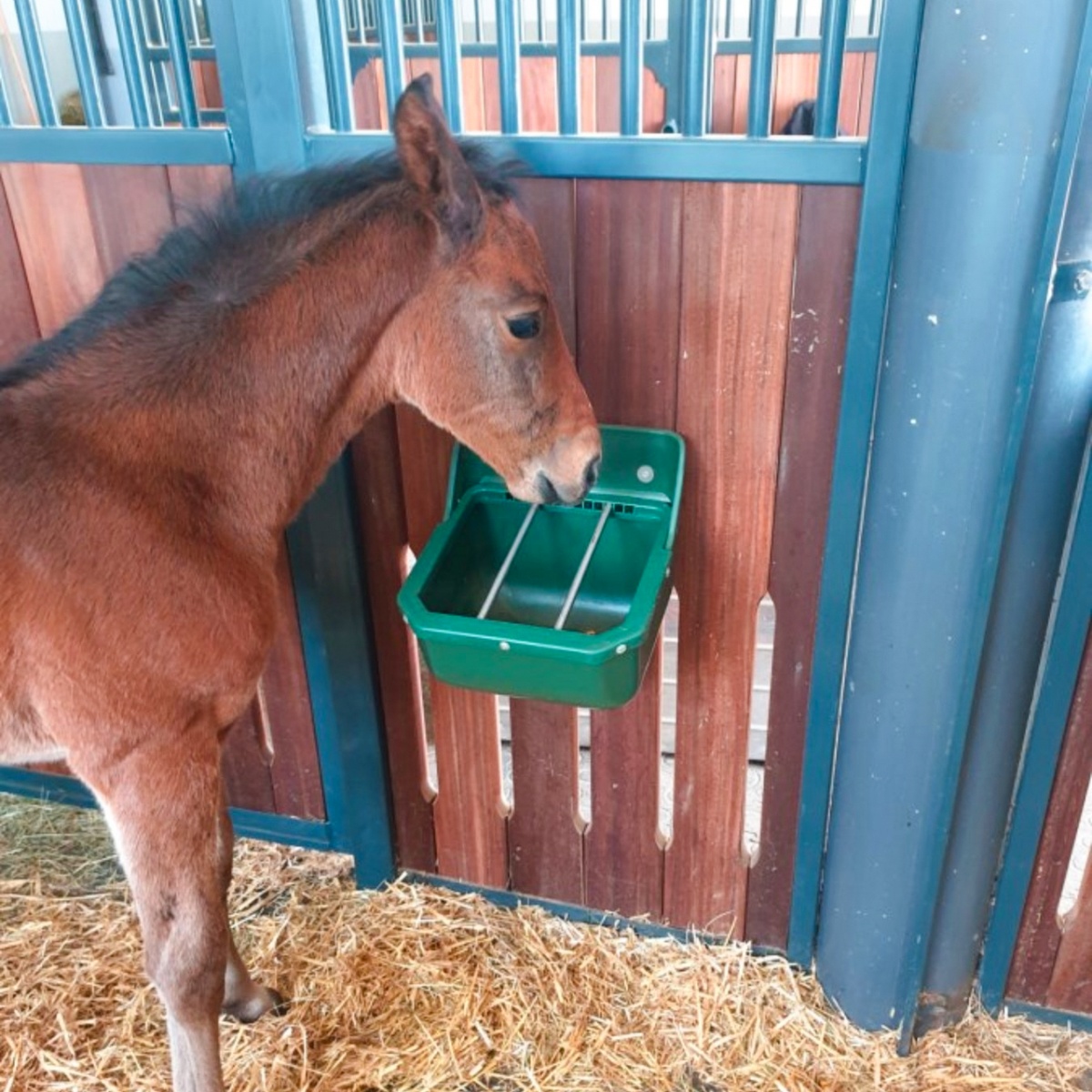 Etető csikók számára, 9 literes