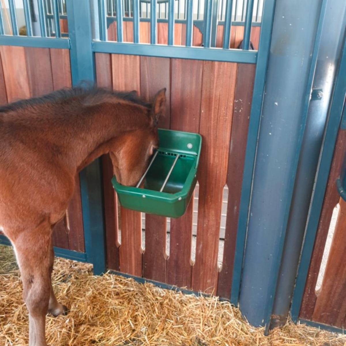 Etető csikók számára, 9 literes