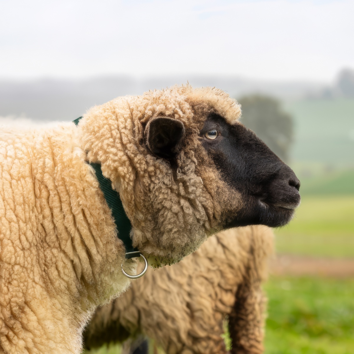 Nyakörv juhoknak, zöld, 60 cm