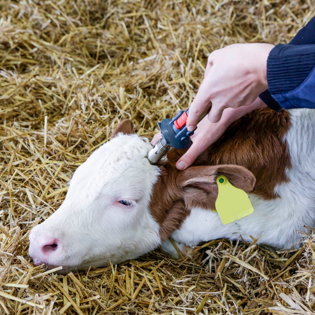 Gázos szarvtalanító, Portasol 3, Ø18,5 mm-es fejjel