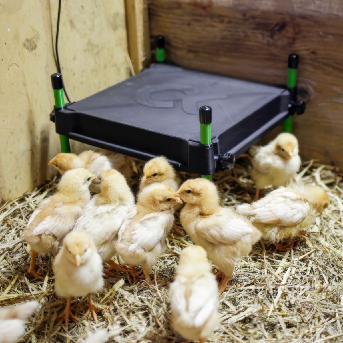 Csibemelegítő lap, CosyHeat, 30 × 30 cm