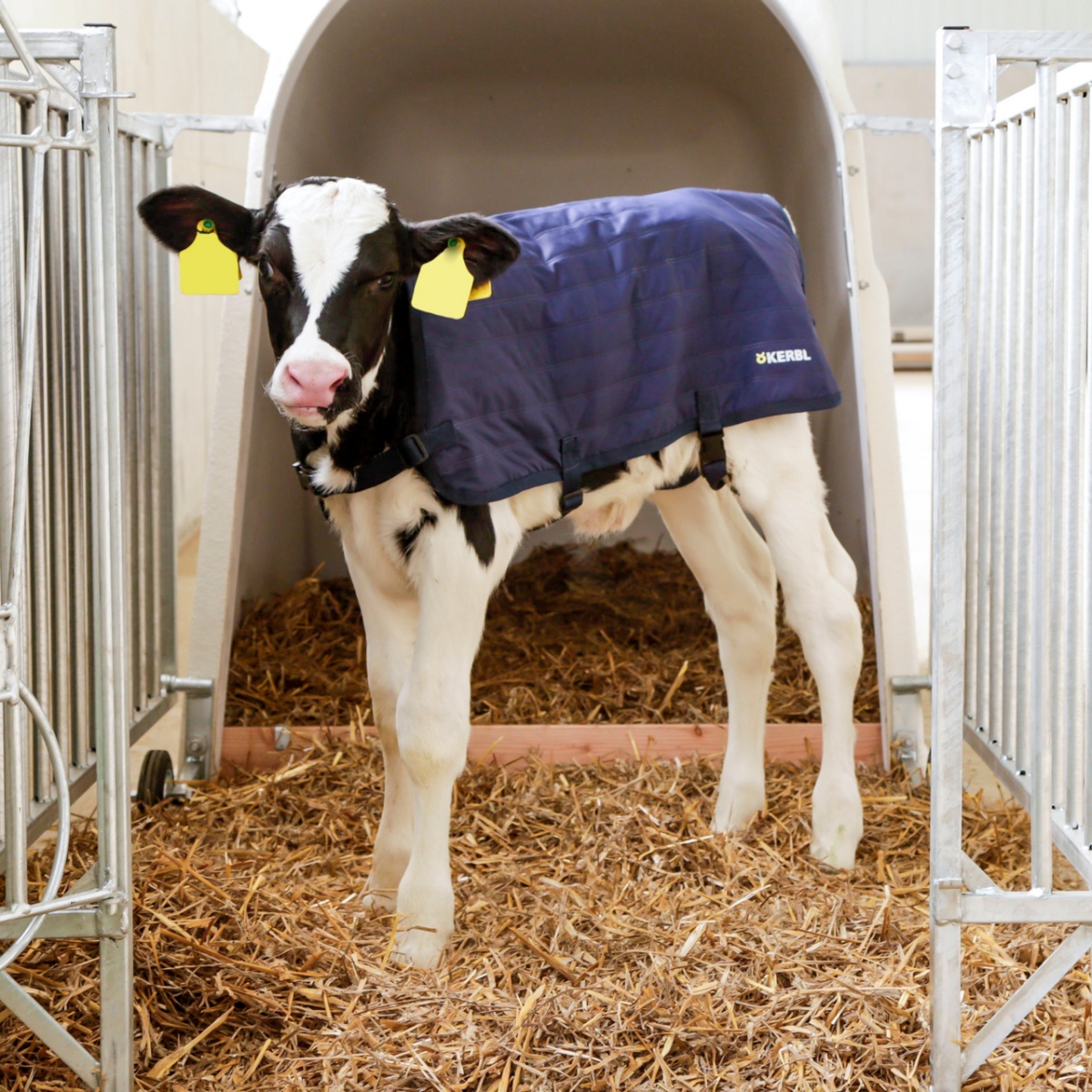 Vízálló borjútakaró, EasyWear, sötétkék, 80 × 70 cm