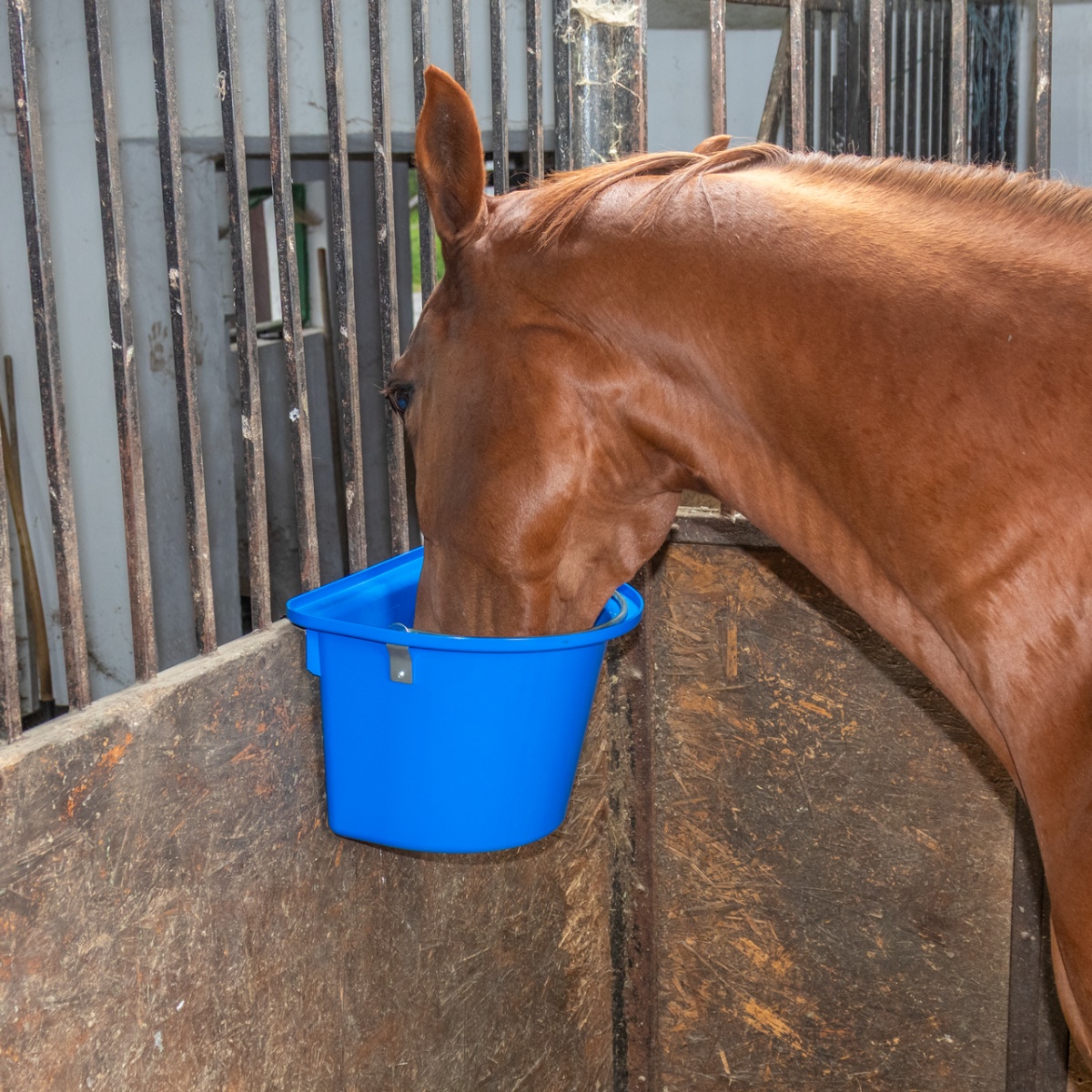 Etetővödör lovaknak, fémrögzítővel és füllel, királykék, 12 literes