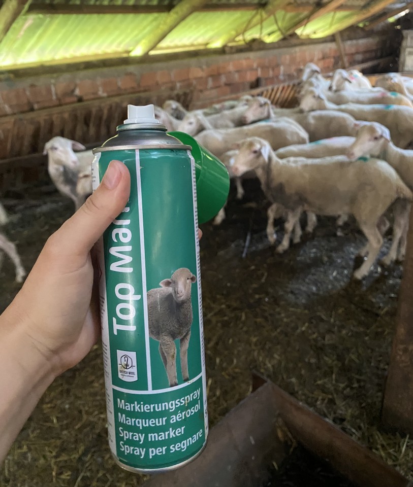 Termékértékelés - TopMarker zöld jelölő spray juhoknak, 500 ml - agroelectro.hu