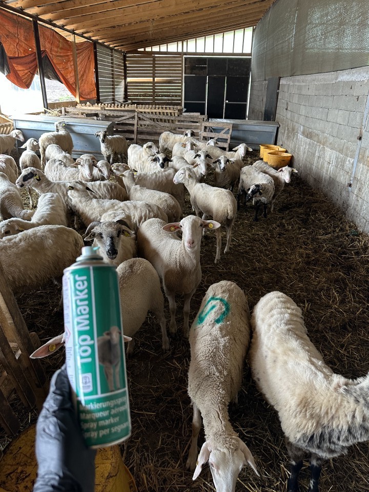 Termékértékelés - TopMarker zöld jelölő spray juhoknak, 500 ml - agroelectro.hu