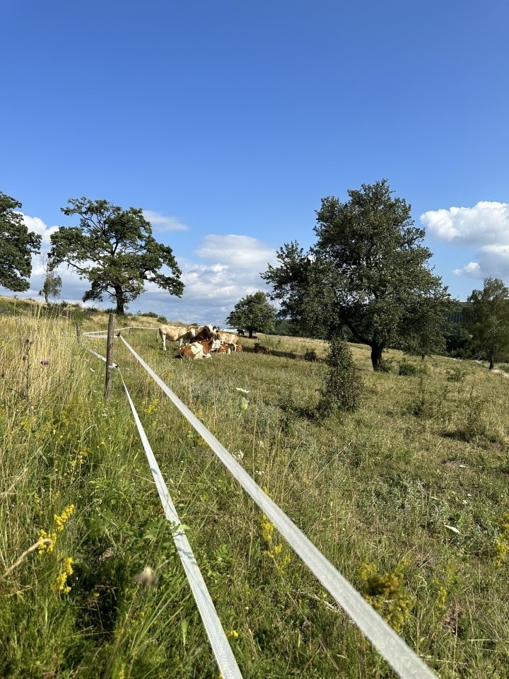 Termékértékelés - Villanypásztor szalag - 40 mm - 500 m - 120 kg - 0,38 Ω/m - agroelectro.hu