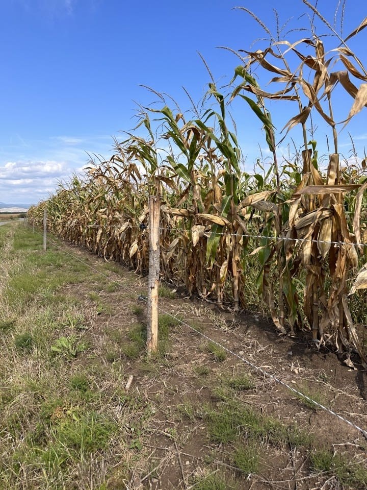 Termékértékelés - Villanypásztor zsinór - 500 m - 130 kg - 0,4 Ω/m - agroelectro.hu