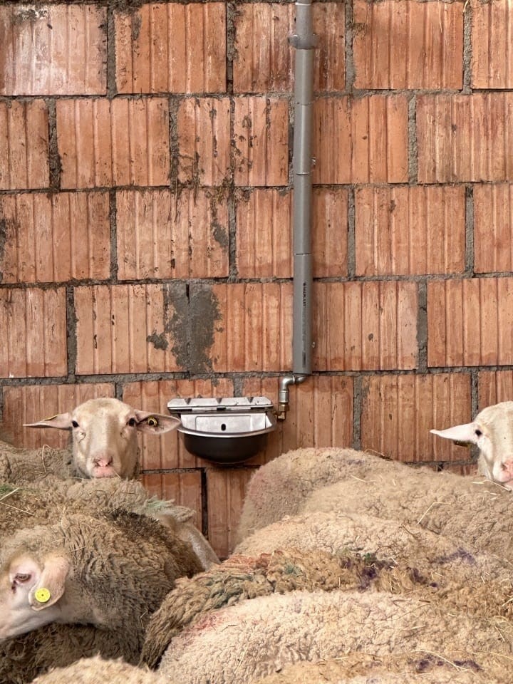 Termékértékelés - Automata inox önitató, 2,5 literes - agroelectro.hu