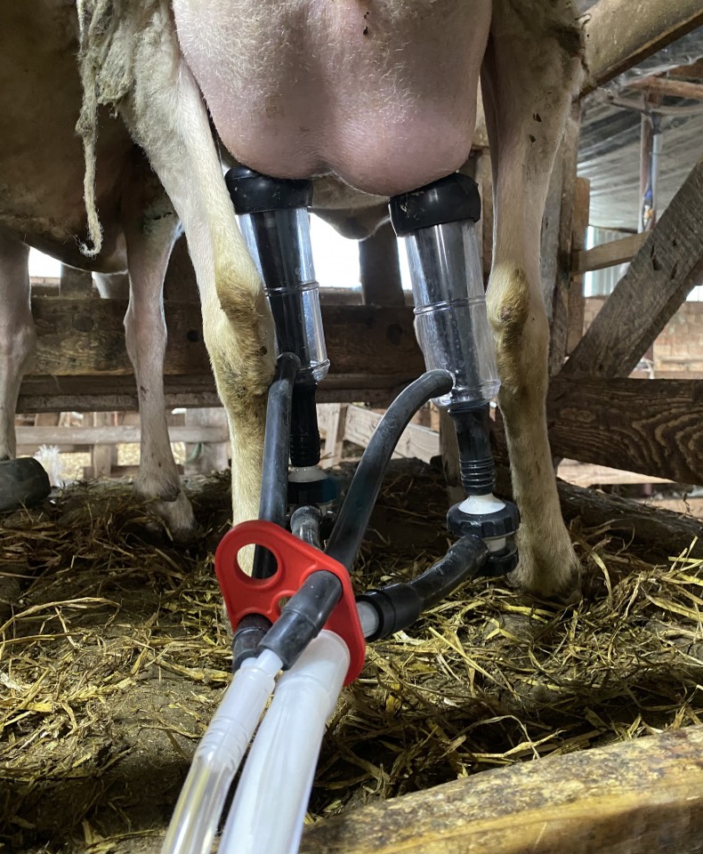 Termékértékelés - Fejőgép kecskéknek, 4 fejőegységgel, 1 inox 40 literes sajtárral - agroelectro.hu