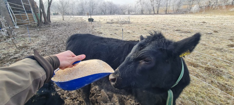 Termékértékelés - Takarmányadagoló kanál, 2,1 literes - agroelectro.hu