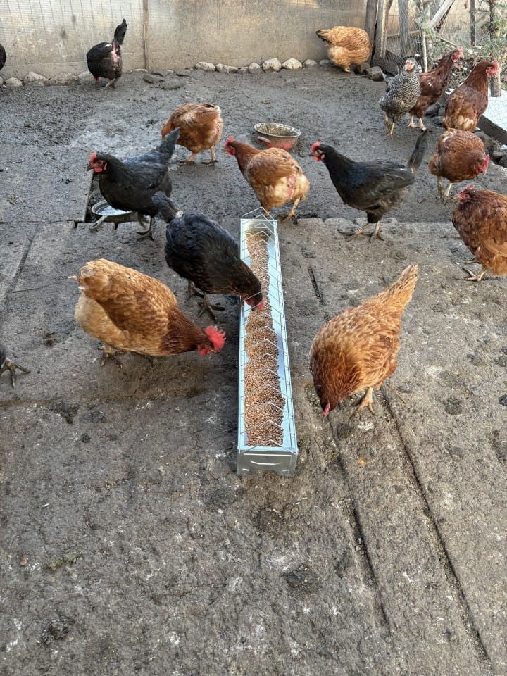 Termékértékelés - Baromfi önetető, horganyzott  lemezből, 100 cm - agroelectro.hu