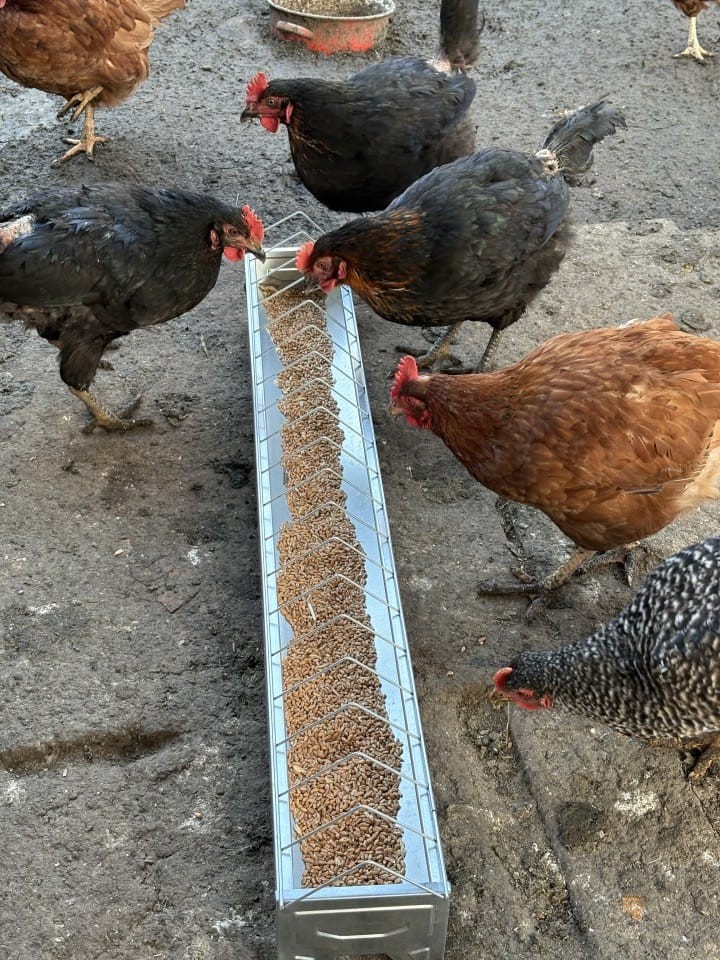 Termékértékelés - Baromfi önetető, horganyzott  lemezből, 100 cm - agroelectro.hu