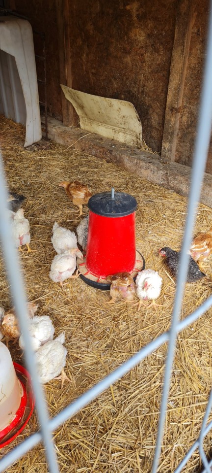 Termékértékelés - Baromfi önetető, 20 l - agroelectro.hu