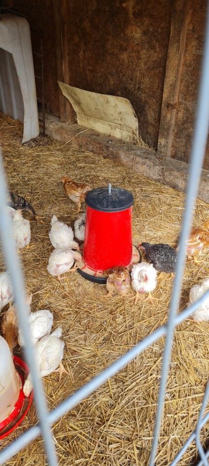 Termékértékelés - Baromfi önetető, 20 l - agroelectro.hu
