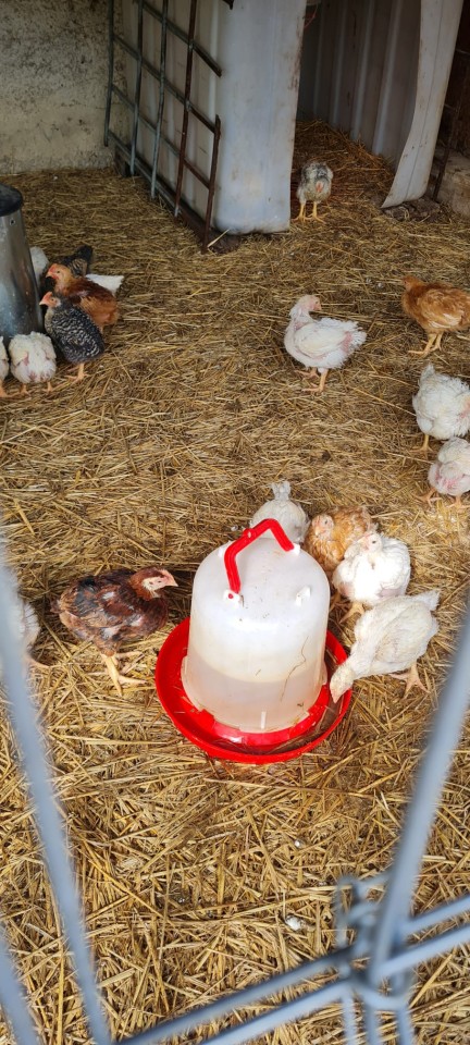 Termékértékelés - Baromfi önitató, kúpos, 10 literes - agroelectro.hu