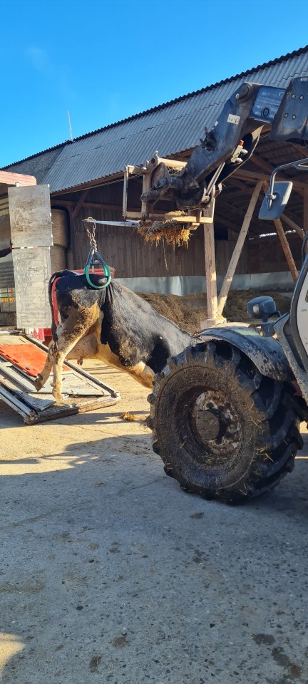 Termékértékelés - Emelőszerkezet szarvasmarháknak, 800 kg-ig - agroelectro.hu