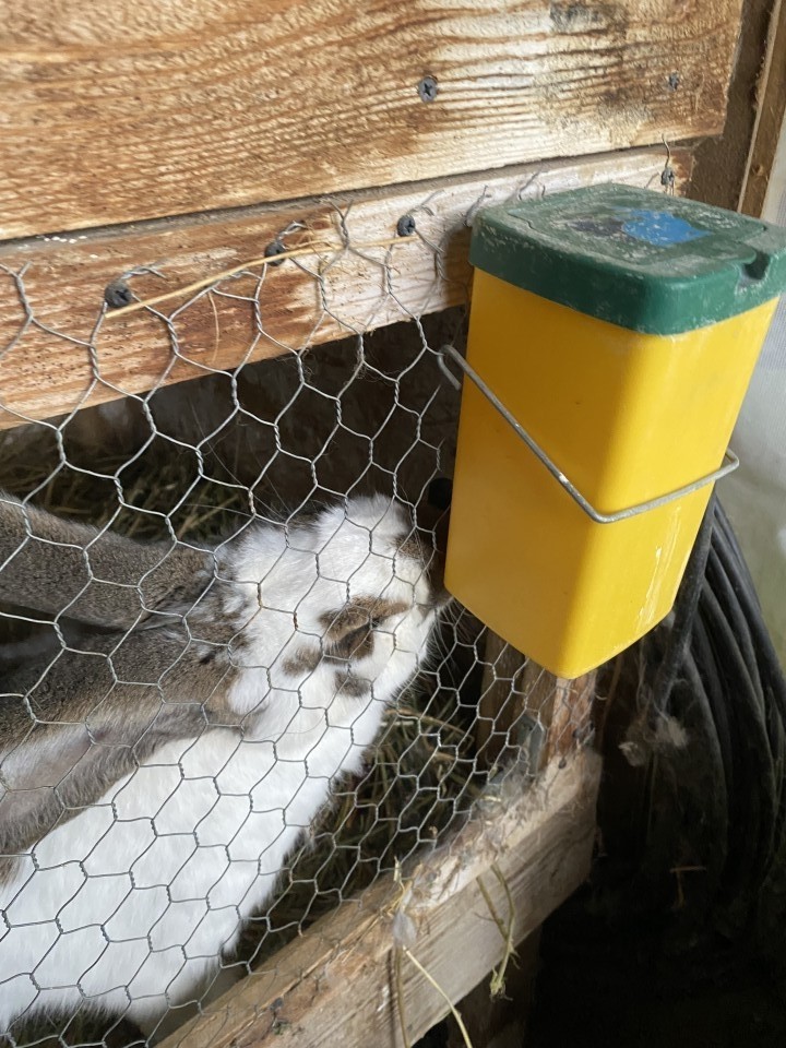 Termékértékelés - Itató nyulaknak, 1 literes - agroelectro.hu