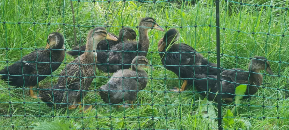 Termékértékelés - Villanypásztor háló nyulaknak, 65 cm × 50 m - agroelectro.hu