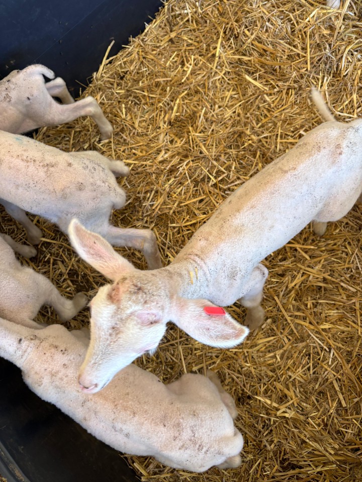 Termékértékelés - Bárány és gida füljelző (krotália), Twintag, piros, 1-50 - agroelectro.hu