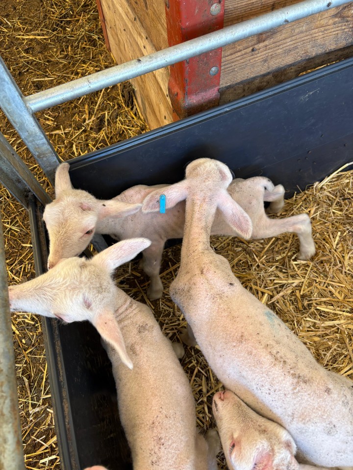 Termékértékelés - Bárány és gida füljelző (krotália), Twintag, kék, 1-50 - agroelectro.hu