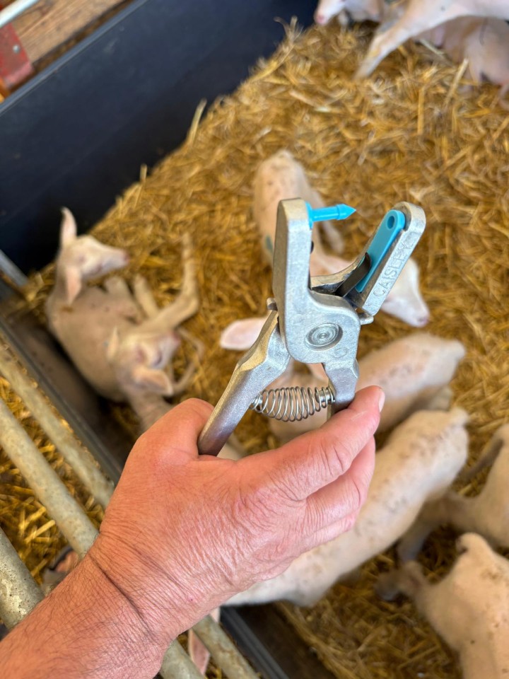Termékértékelés - Bárány és gida füljelző (krotália), Twintag, kék, 101-150 - agroelectro.hu