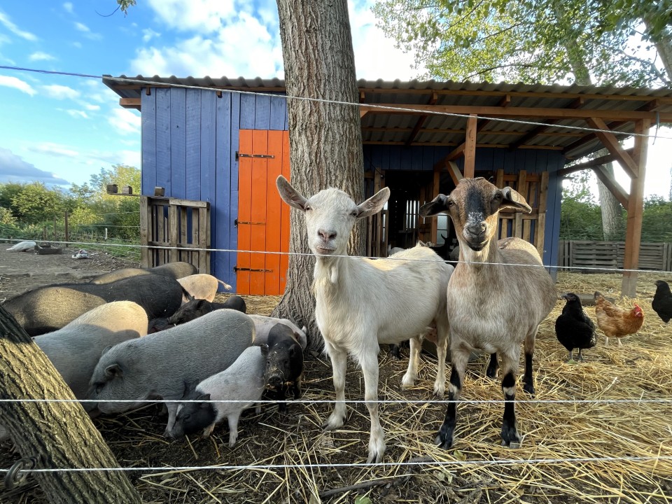 Termékértékelés - Teljes villanypásztor csomag háziállatoknak, 4000 m, 7,2 Joule - agroelectro.hu