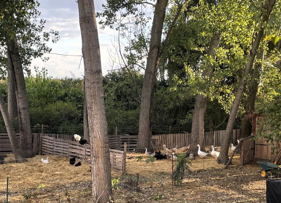 Termékértékelés - Teljes villanypásztor csomag háziállatoknak, 4000 m, 7,2 Joule - agroelectro.hu