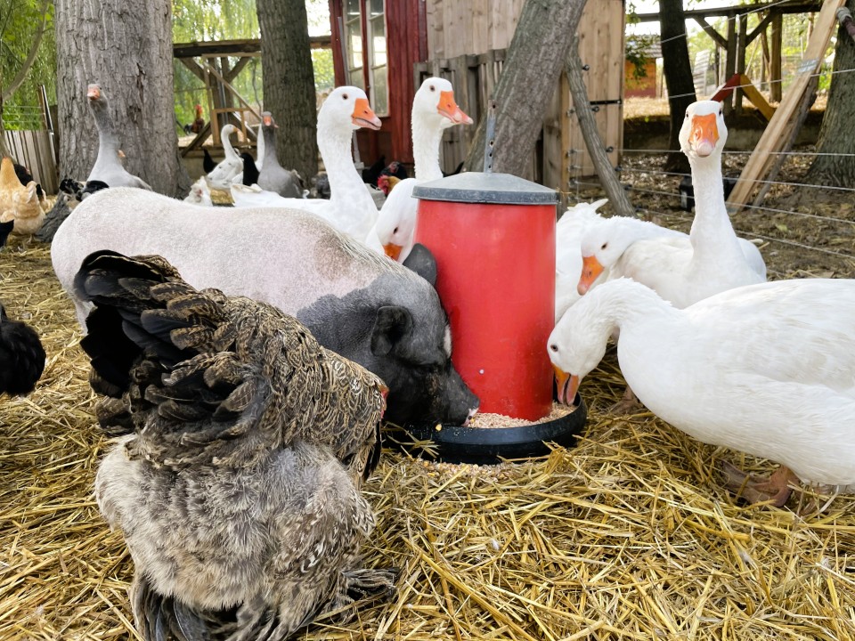 Termékértékelés - Baromfi önetető, 20 l - agroelectro.hu
