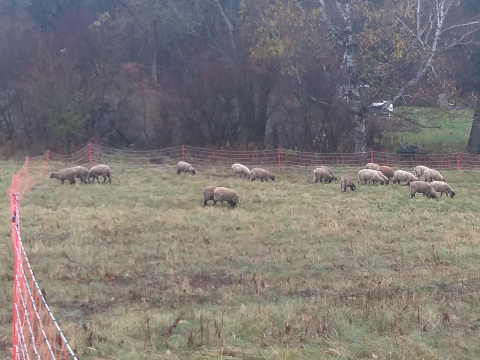 Termékértékelés - Villanypásztor háló 50 m × 108 cm - agroelectro.hu