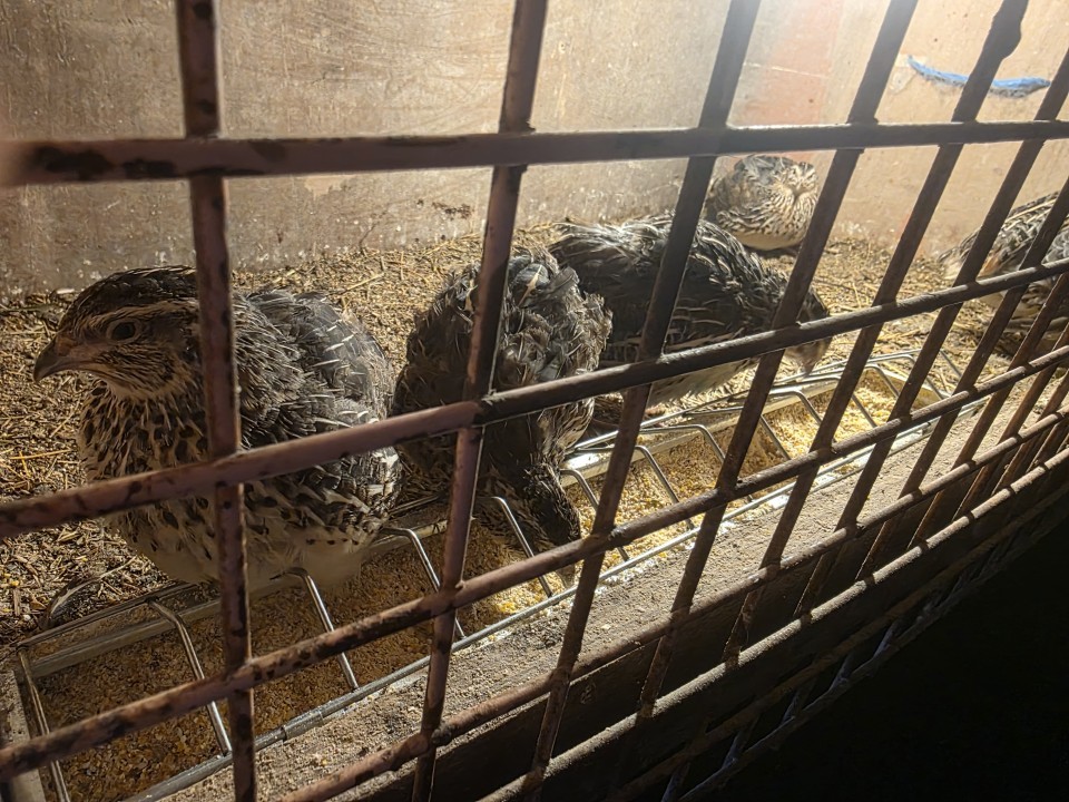 Termékértékelés - Baromfi önetető, horganyzott  lemezből, 50 cm - agroelectro.hu