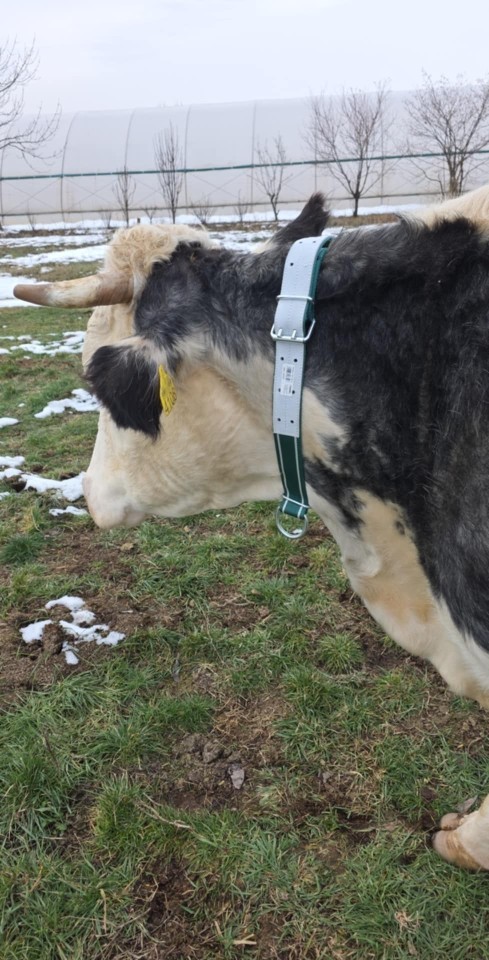 Termékértékelés - Nyakörv szarvasmarháknak, 150 × 5 cm - agroelectro.hu