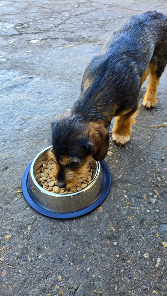 Termékértékelés - Inox etetőtál kutyáknak, Ø19 cm, 900 ml - agroelectro.hu