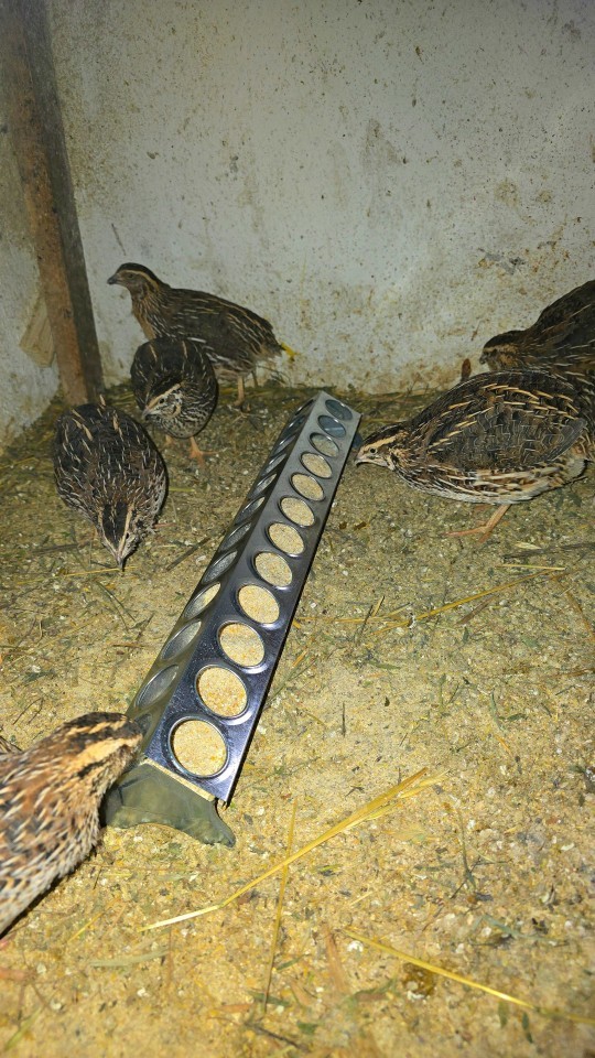 Termékértékelés - Baromfi önetető, horganyzott lemezből, 24 lyukkal, 50 cm - agroelectro.hu