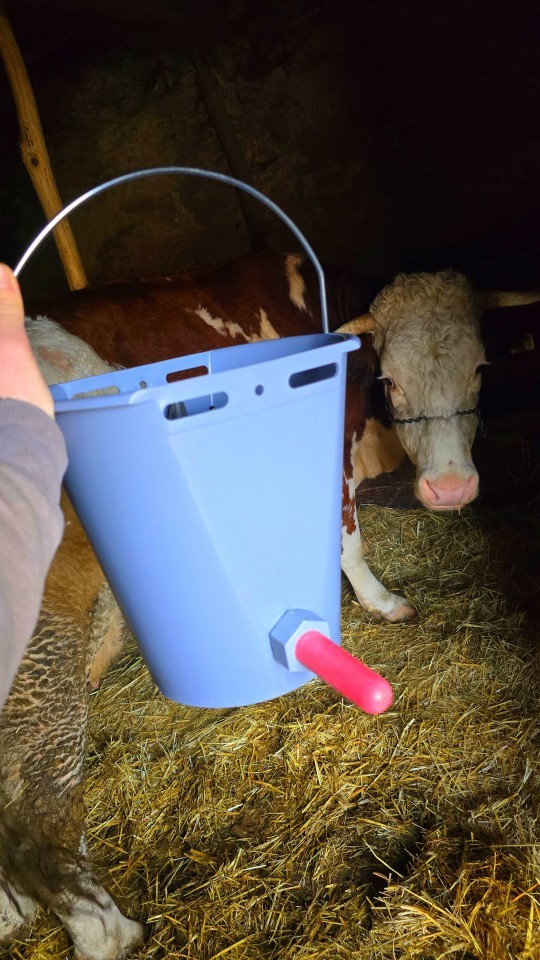 Termékértékelés - Borjúitató vödör cumival, 8 literes - agroelectro.hu