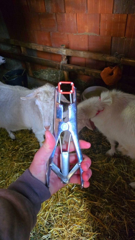 Termékértékelés - Elasztrátor fogó, 21 cm - agroelectro.hu