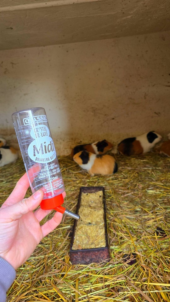 Termékértékelés - Golyós önitató kisállatoknak, 320 ml - agroelectro.hu