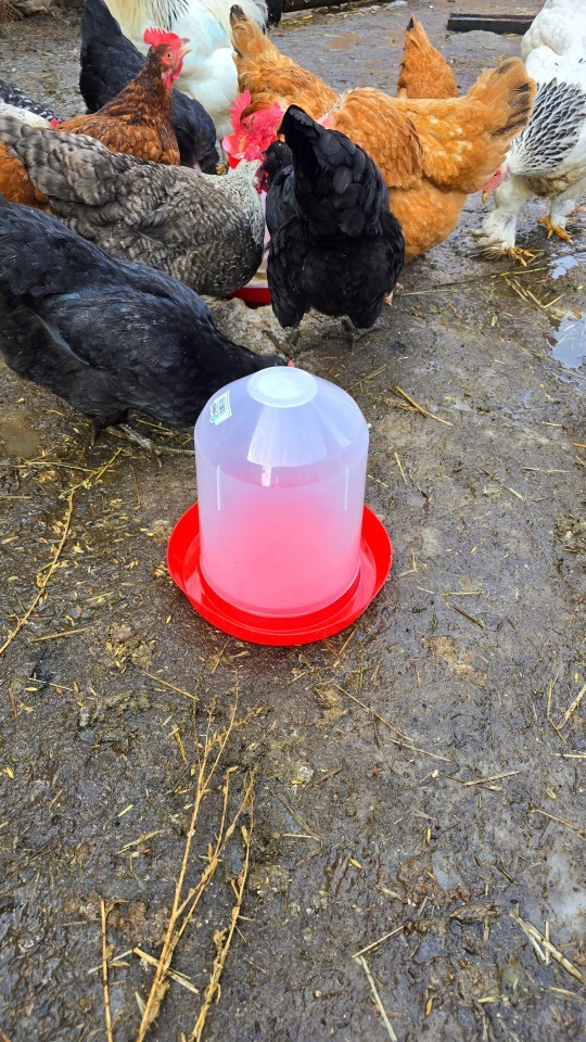 Termékértékelés - Baromfi önitató, kúpos, 3 literes - agroelectro.hu