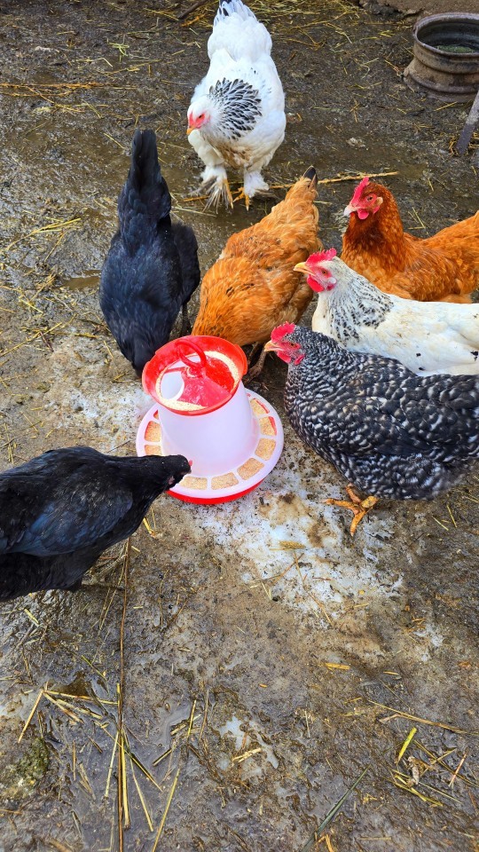 Termékértékelés - Baromfi önetető, 5 l - agroelectro.hu