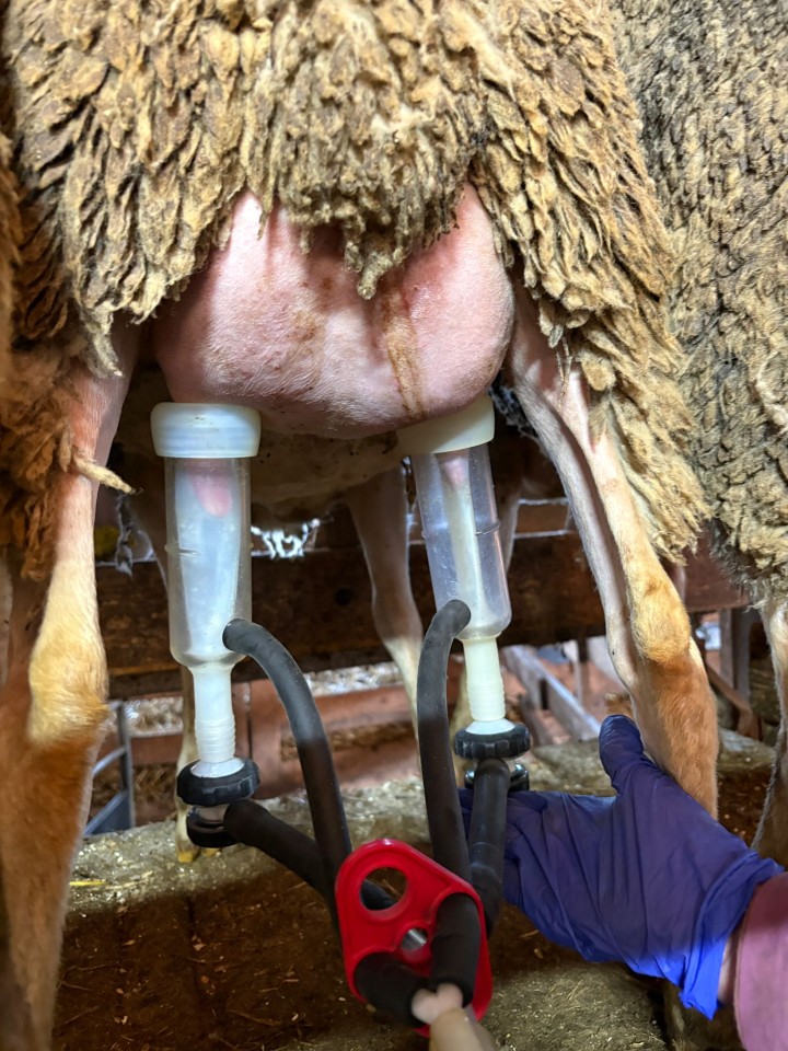 Termékértékelés - Fejőegység kecskéknek, univerzális kollektorral, szilikon - agroelectro.hu