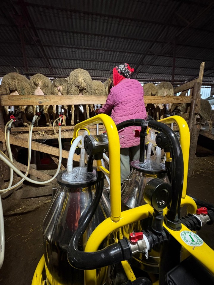 Termékértékelés - Fejőgép juhoknak, 4 fejőegységgel, 2 alumínium 30 literes sajtárral - agroelectro.hu