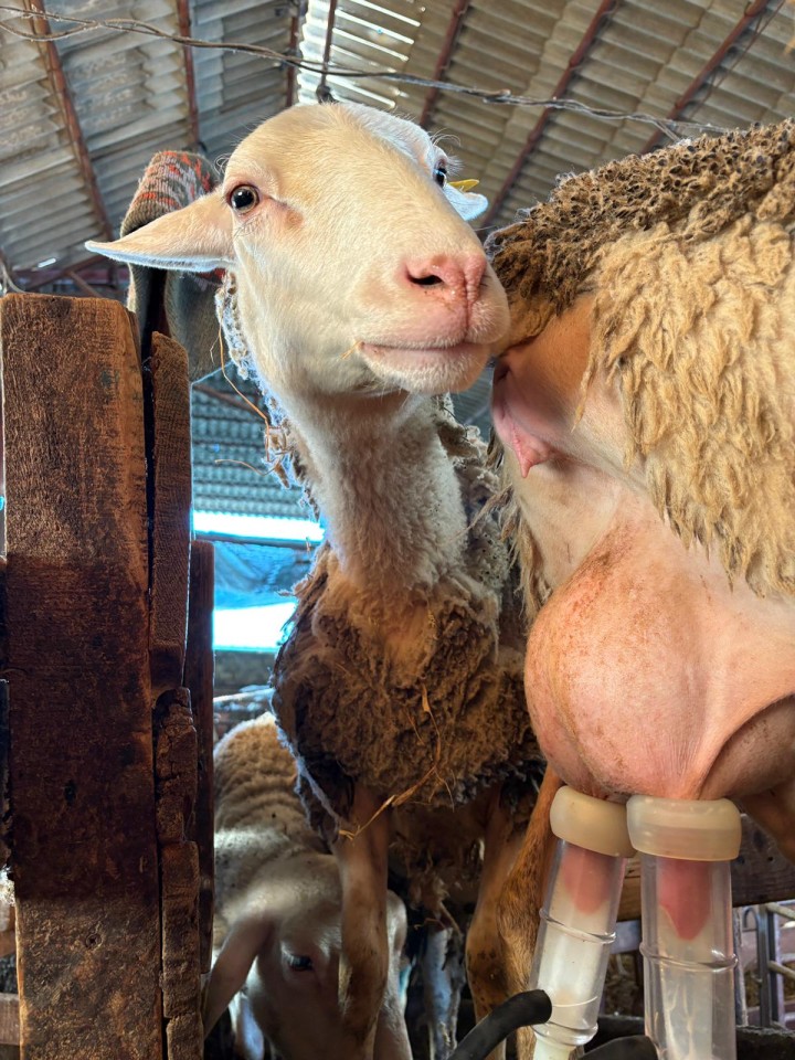 Termékértékelés - Szilikon kehelygumi kecskefejő gépekhez, 4 db-os szett - agroelectro.hu