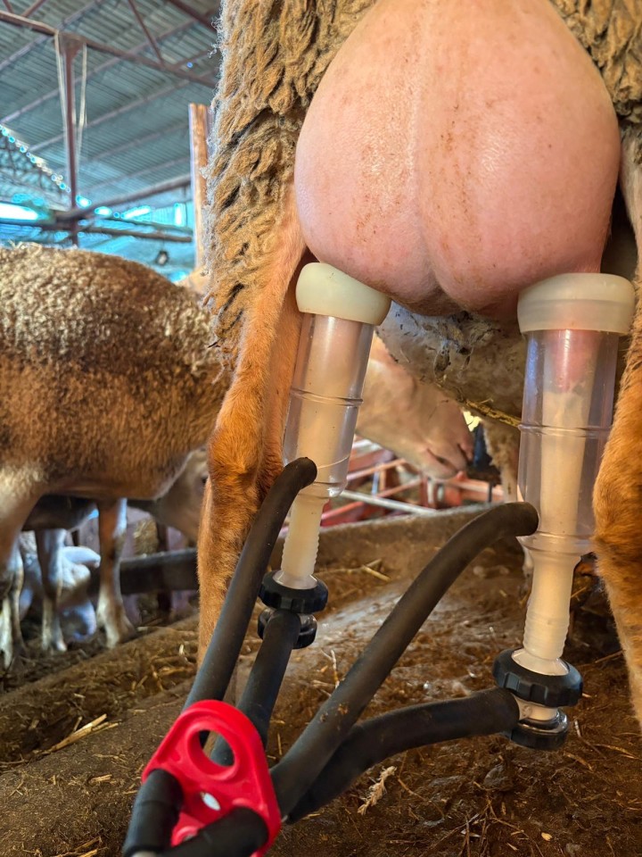 Termékértékelés - Szilikon kehelygumi kecskefejő gépekhez, 4 db-os szett - agroelectro.hu