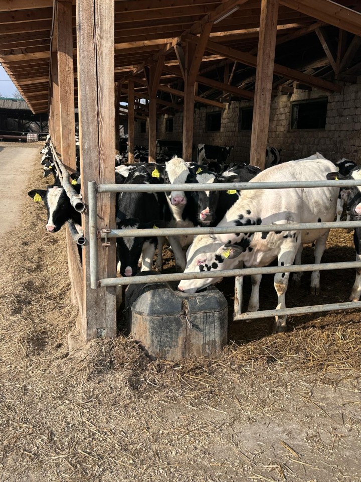 Termékértékelés - Fagyálló, golyós itató szarvasmarháknak és lovaknak, 40 literes - agroelectro.hu